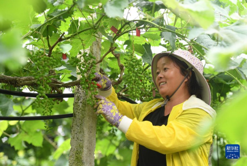 5月6日，在廣西東蘭縣武篆鎮(zhèn)東里村葡萄園，村民在管護(hù)葡萄。