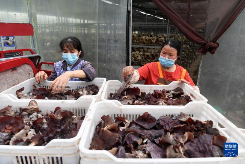 5月6日，在廣西東蘭貴隆生態(tài)農(nóng)業(yè)科技有限公司食用菌產(chǎn)業(yè)園，工人分揀剛采摘的食用菌。