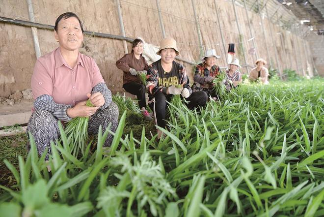 7月5日，在青?；萏镛r(nóng)業(yè)種植基地內(nèi)，農(nóng)戶收割蔬菜。攝影：鄧建青